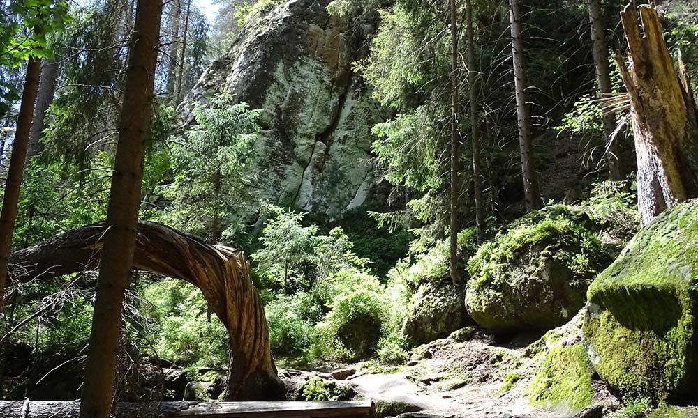 Verschlungener Baumstamm im Wald