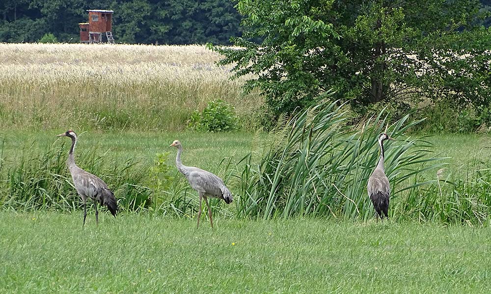 Drei Kraniche auf der Wiese.