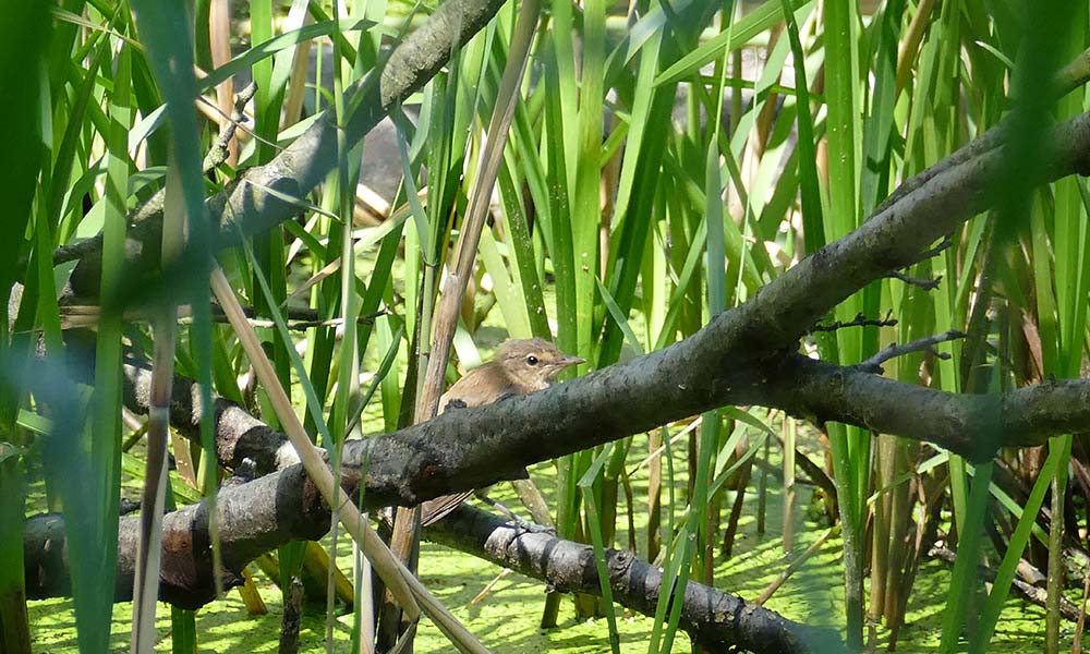 Rohrsänger im Schilf