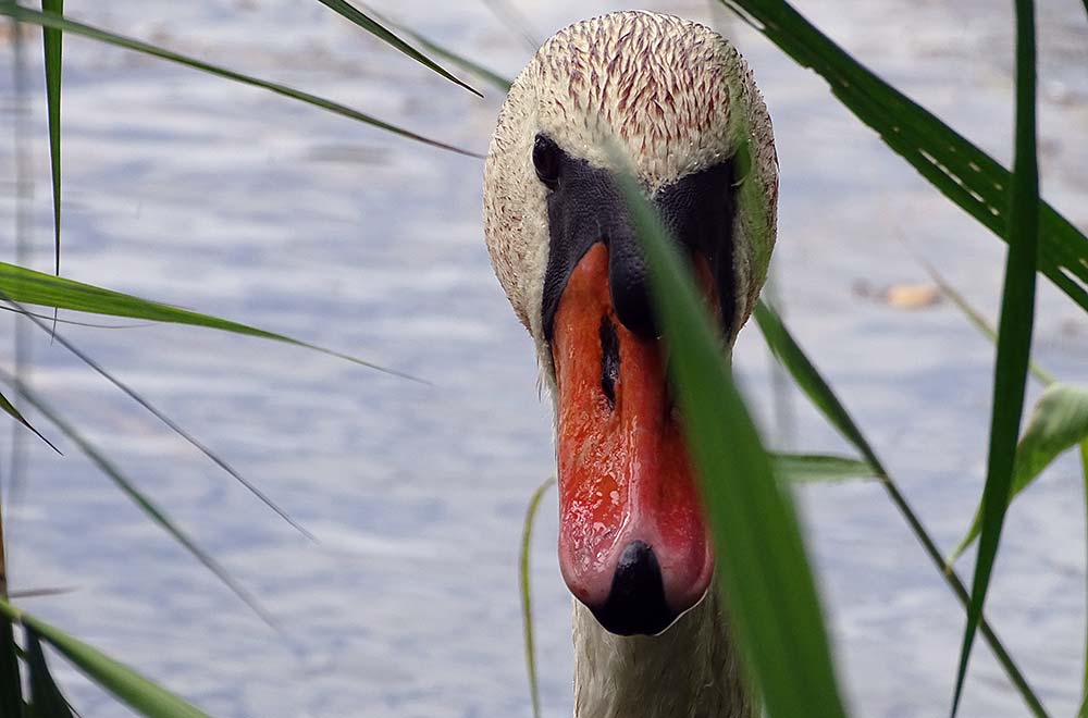 Höckerschwan in Nahaufnahme