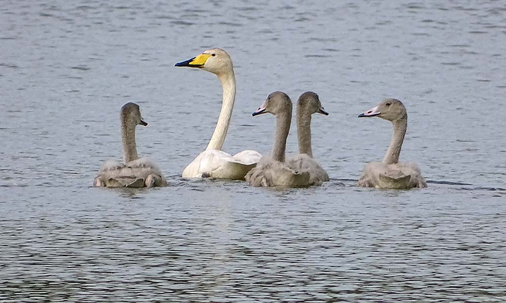 1 Singschwan mit vier Kleinen. 