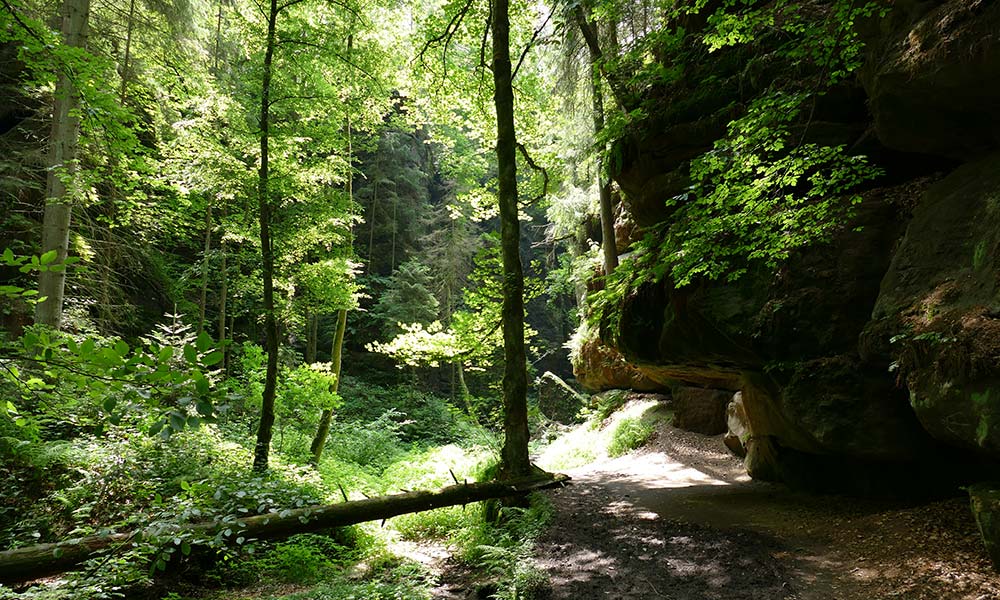 Felsen im dichten Wald 