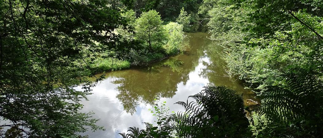 Fluss Große Nister im Westerwald