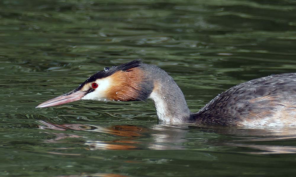 Haubentaucher im Wasser