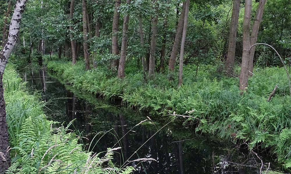 Bach im Spreewald