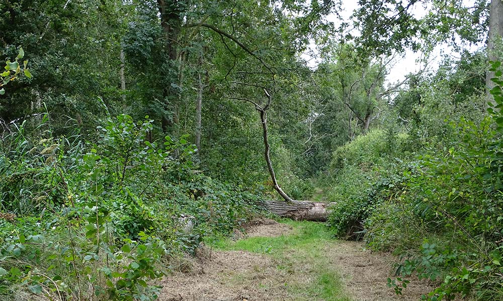 Umgefallener Baum in De Brand