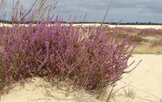 Heidekraut im Sand im Nationalpark De Loonse en Drunense Duinen