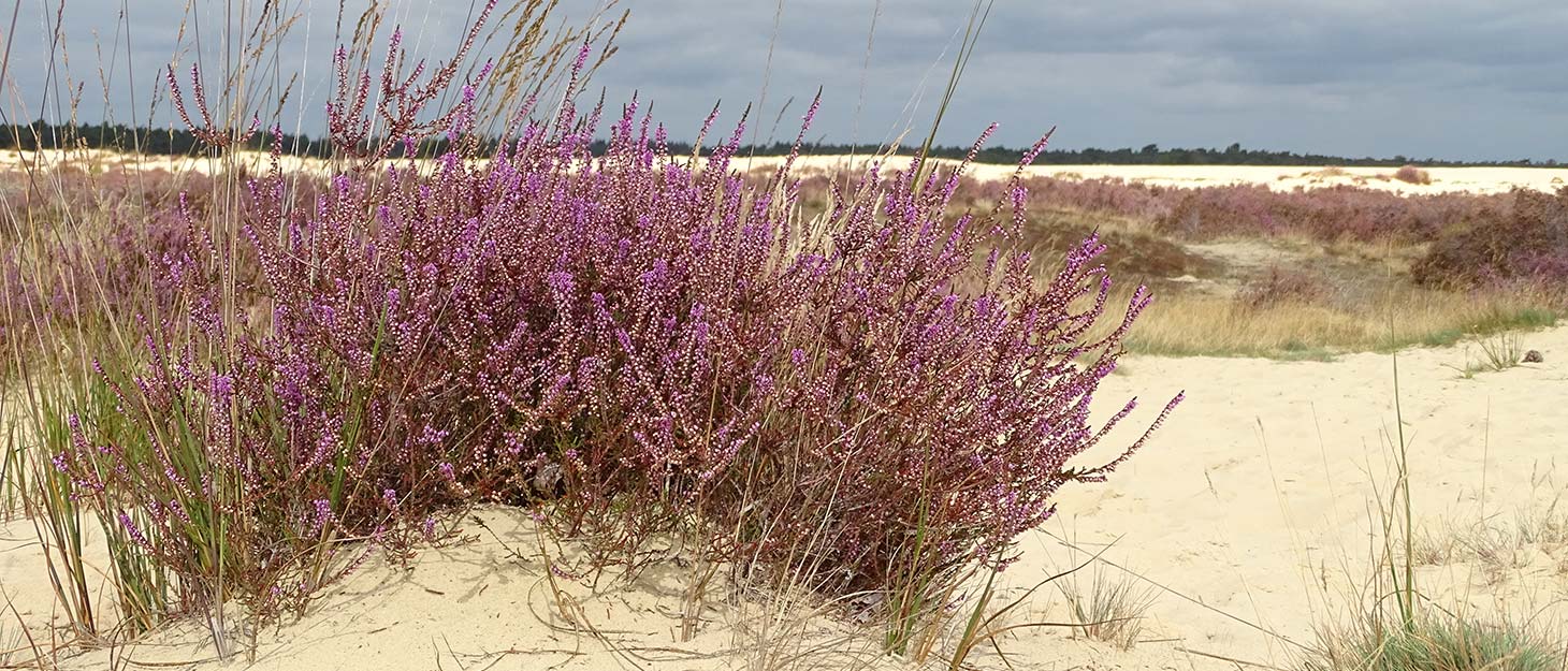 Heidekraut im Sand im Nationalpark De Loonse en Drunense Duinen