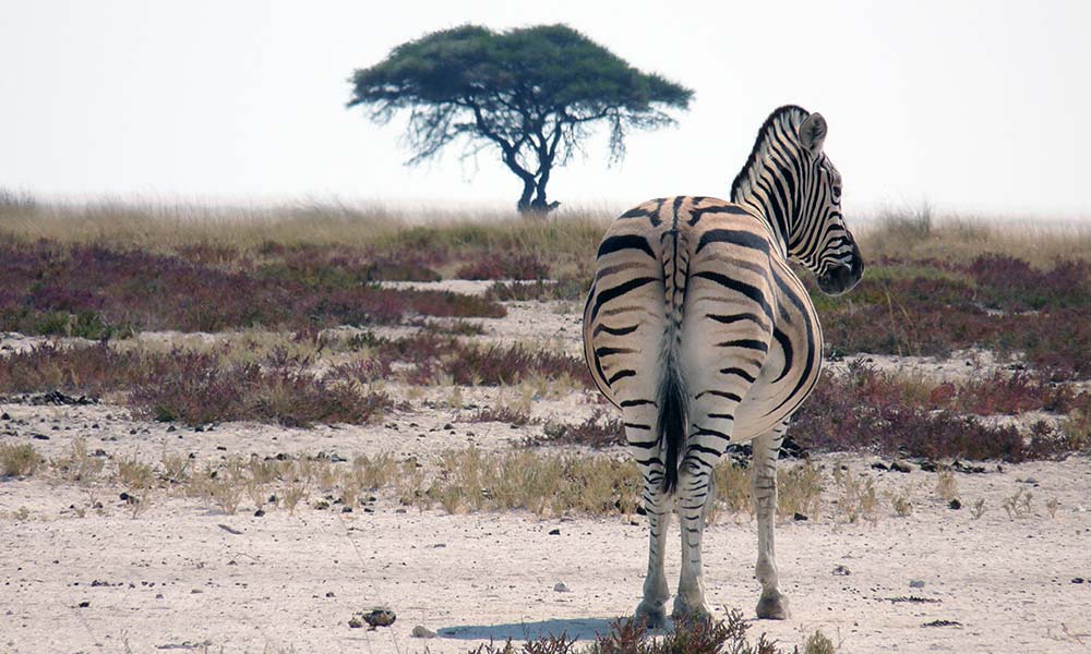 Zebra in Namibia