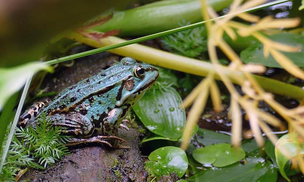 blauer Frosch im Dickicht