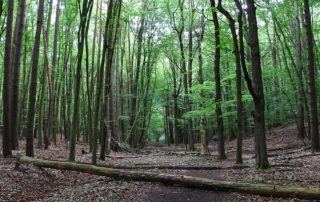 Wald mit Buchenbäumen