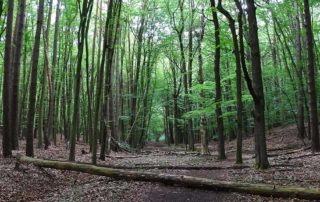 Wald mit Buchenbäumen