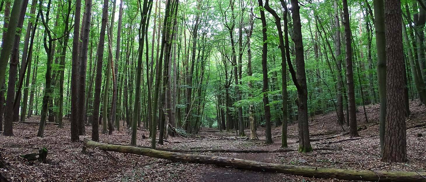 Wald mit Buchenbäumen