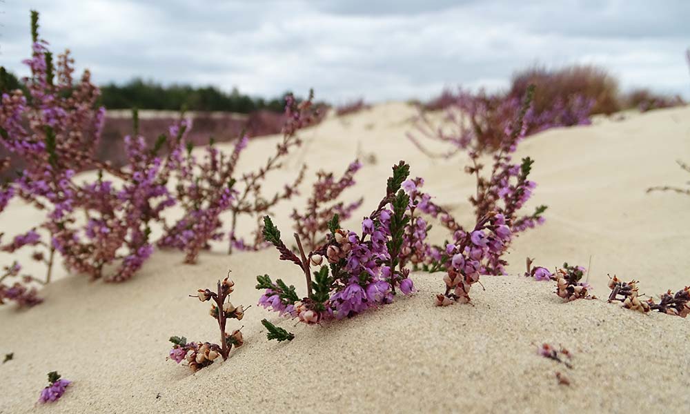 Heideblüten im Sand