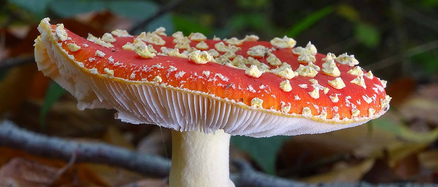 Fliegenpilz in Nahaufnahme