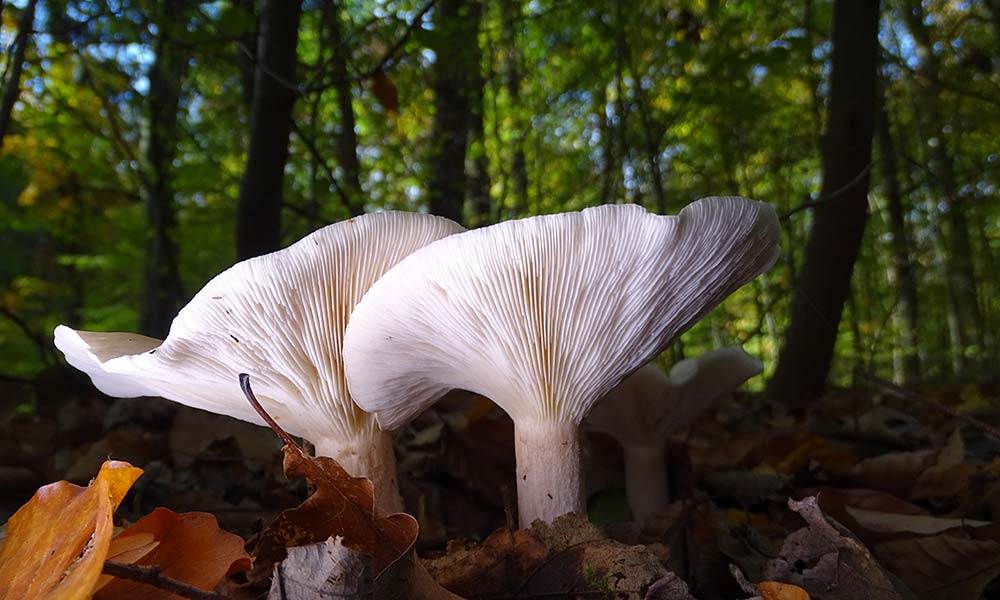 weißer Pilz, angestrahlt