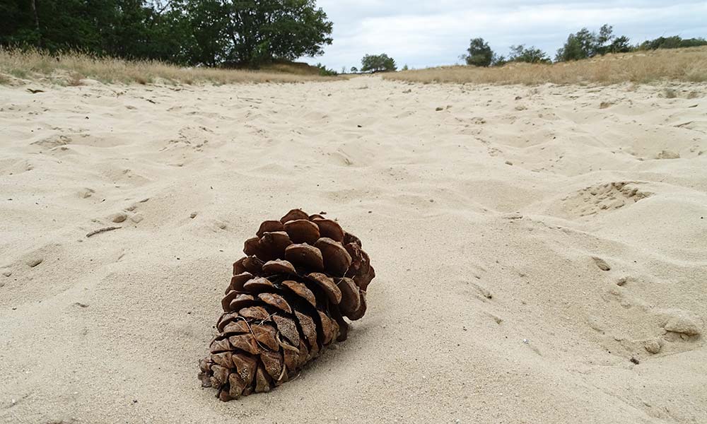 Tannezapfen auf Sandpiste