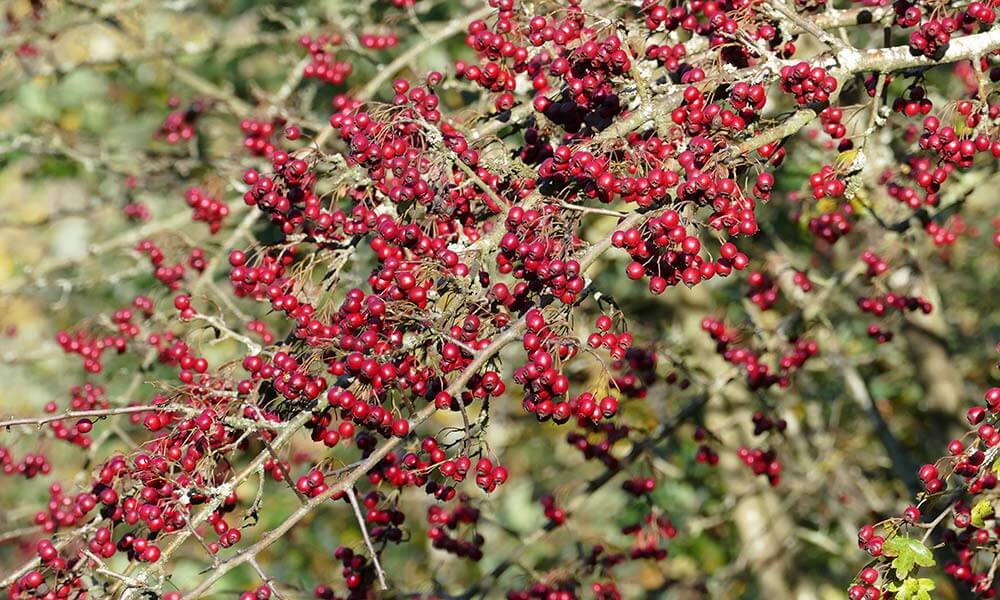 Rote Beeren an einem Strauch