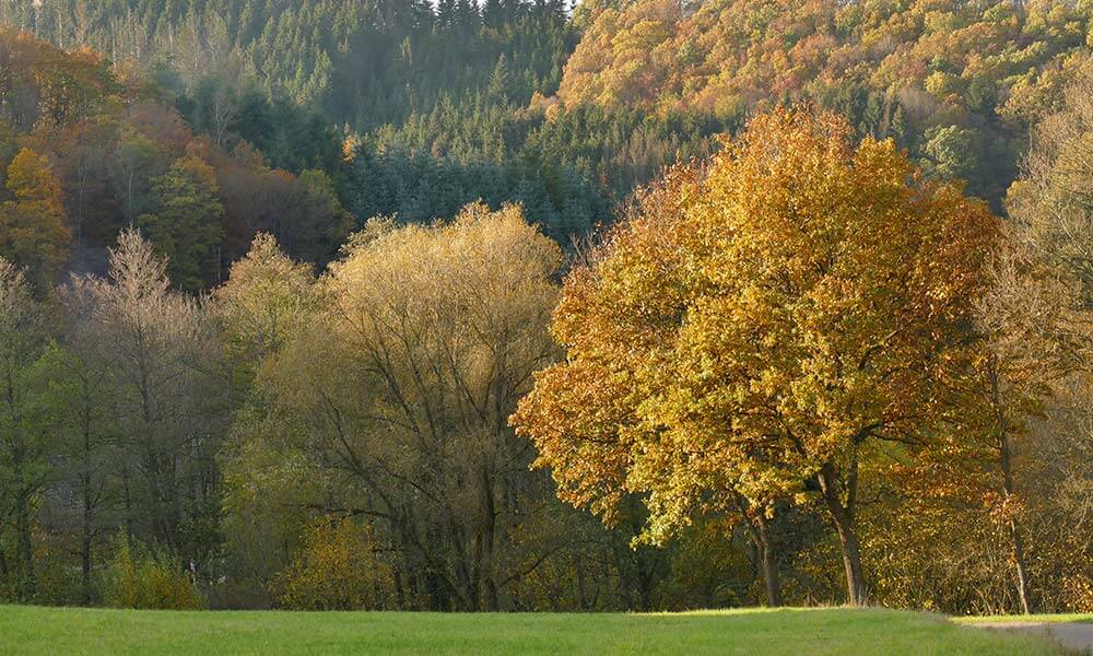 Baum mit gelben Blättern 