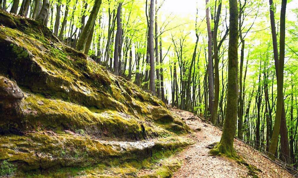 Wanderweg durch den Wald