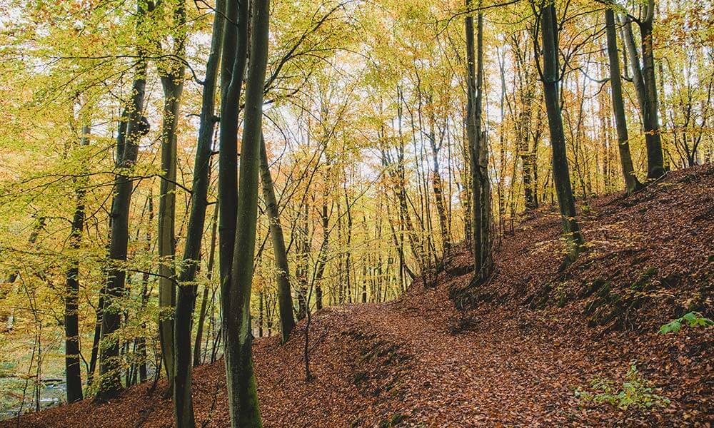 Buchenwald mit gelbem Laub