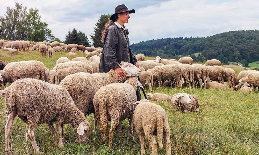 Schafherde mit Schäferin