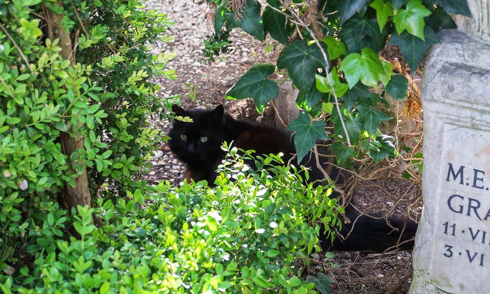 Schwarze Katze am Grabstein