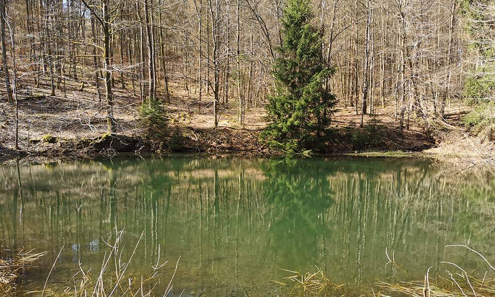 Grüner Teich mit Bäumen