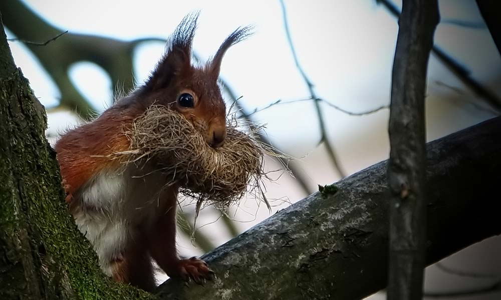 Eichhörnchen mit Baumbast im Maul