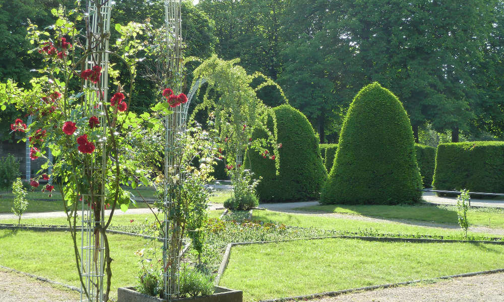 Rosenranken und Buchsbaumbüsche