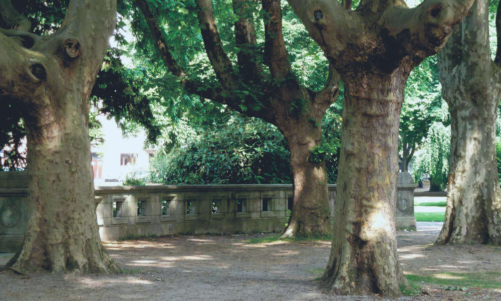 Große Platanen