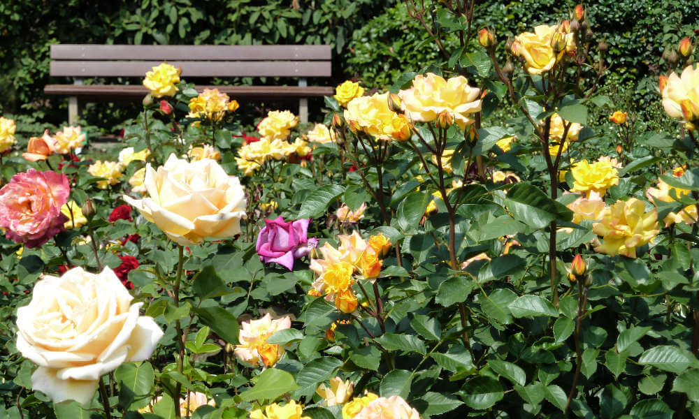Bank mit Rosen