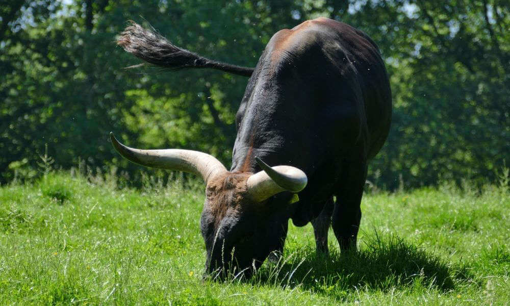 Rind mt großen Hörnern