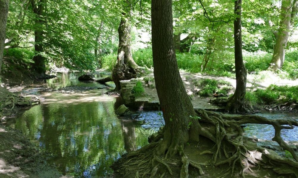 Fluss im Wald des Neandertals