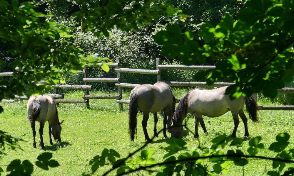 Graue Tarpanpferde auf der Weide