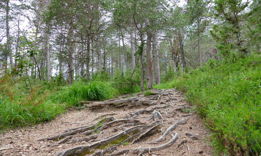 Waldpfad mit vielen Baumwurzeln