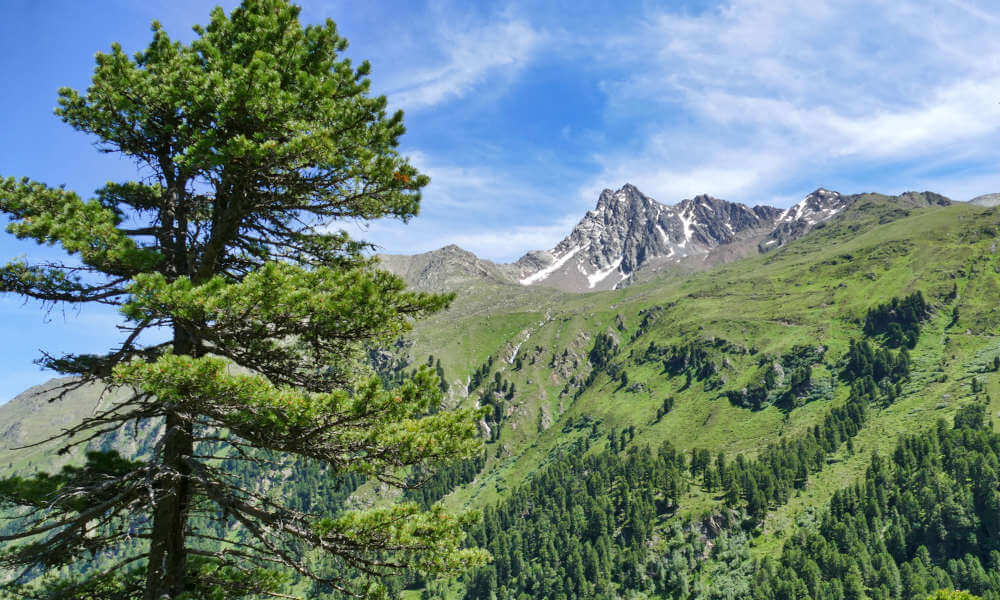 Zirbenbaúm vor Berggipfel