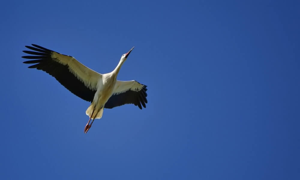 Storch im Flug