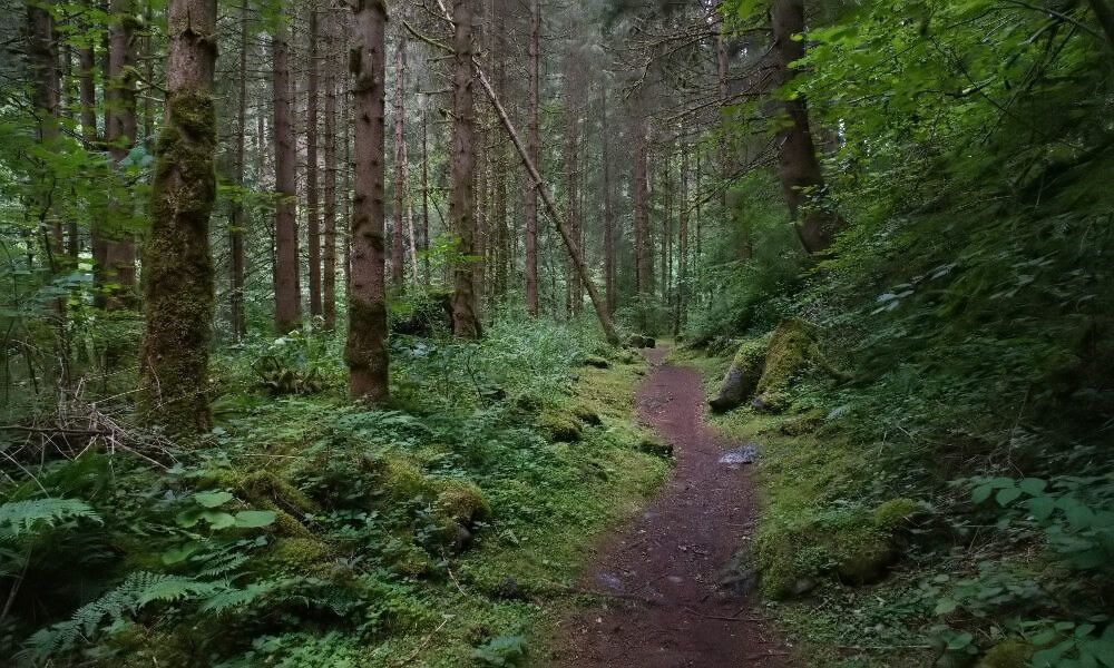 Weg im dunklen Weg