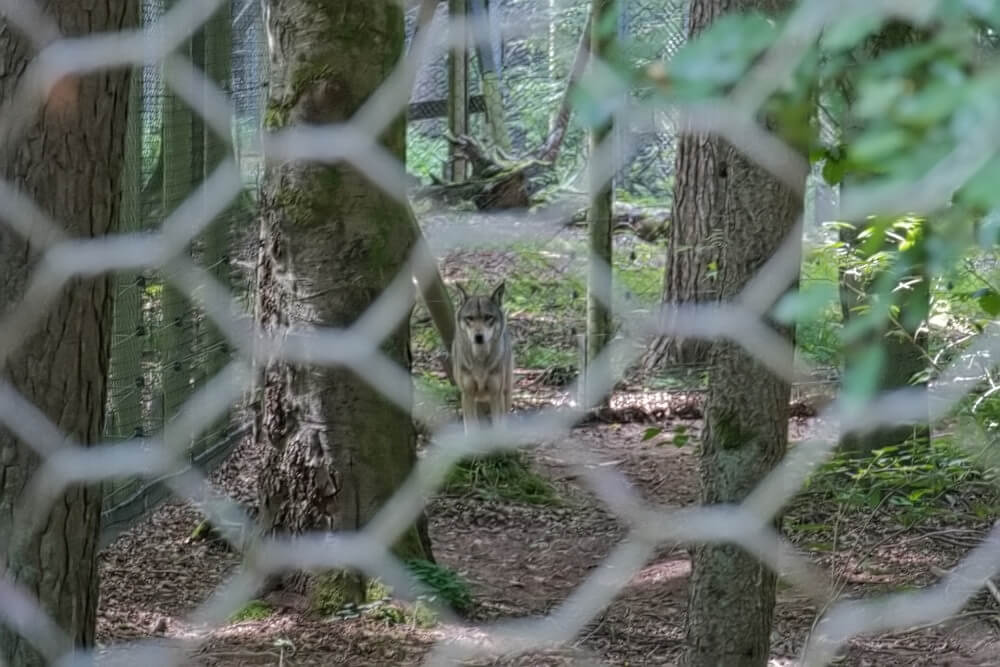 Wolf hinter einem Zaun