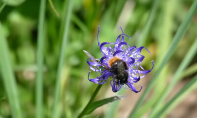 Blaue Blume mit Biene