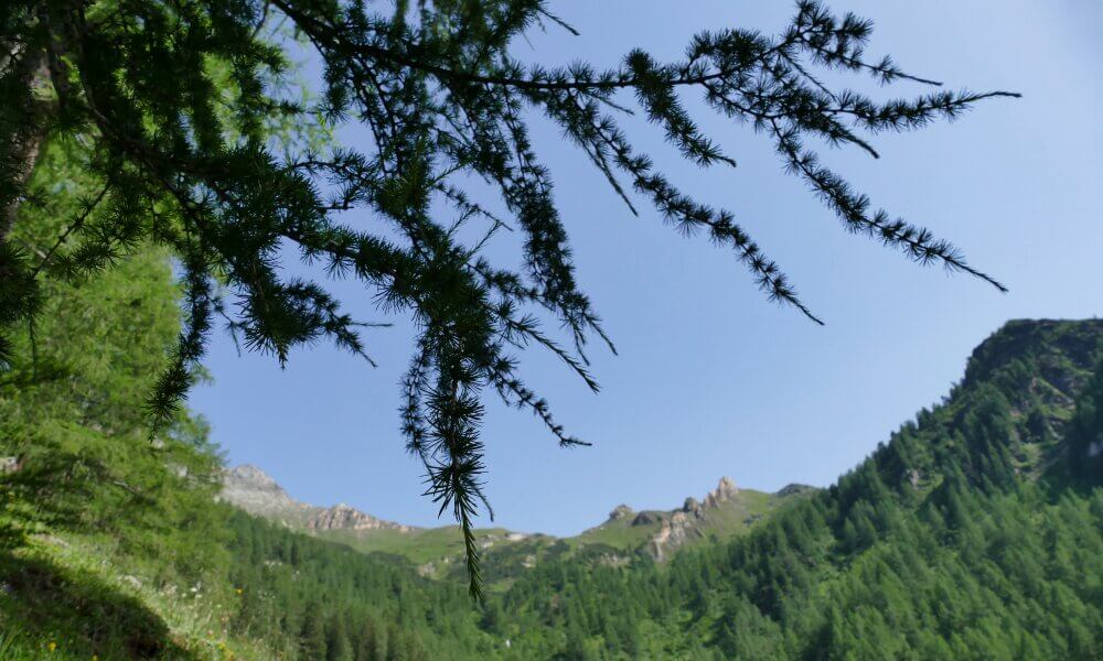 Lärchenzweig vor Bergpanorama