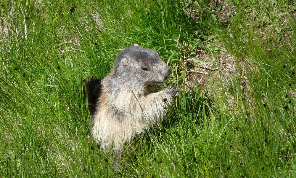 Murmeltier im Gras