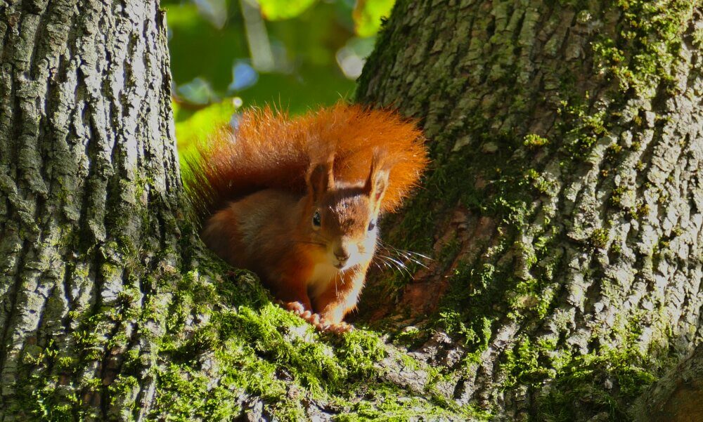 Eichhörnchen im Baum