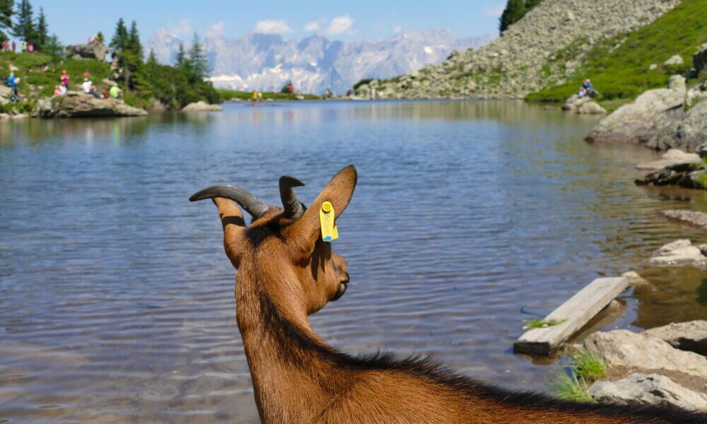 Ziege am Spiegelsee mit Blick auf Dachstein-Südwand