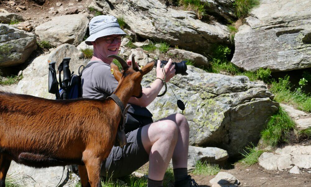 Ziege schnuppert am Fotografen