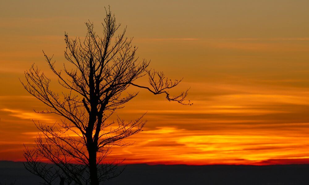 Baum vor rotem Himmel