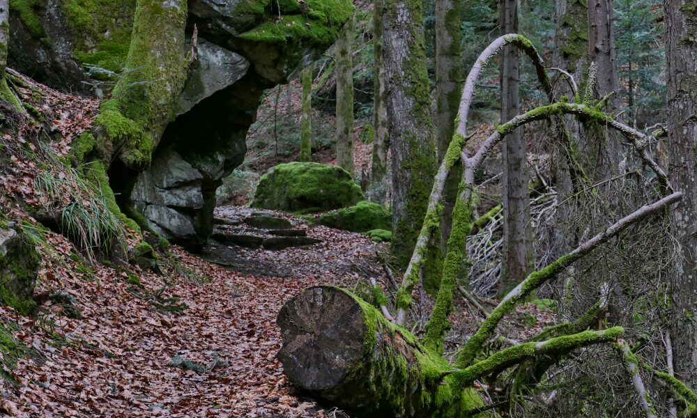 Felsen über einem Waldweg
