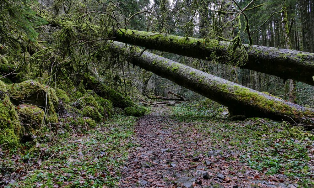 Baum über den Weg gefallen