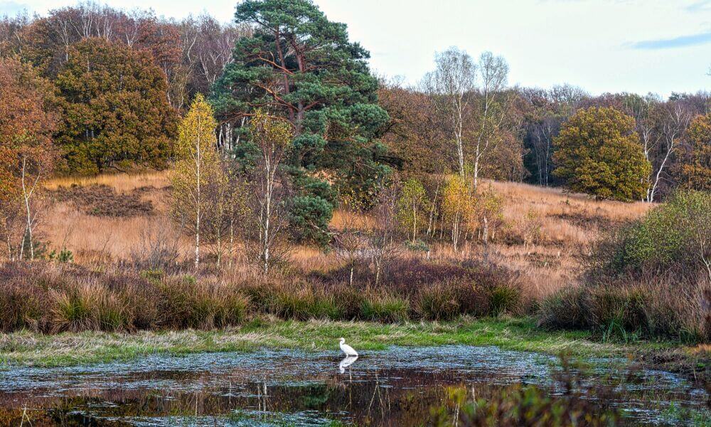 Reiher im Teich vor Bäumen